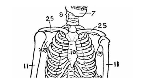 11 Best Images of Blank Skeletal System Worksheet - Skeletal System