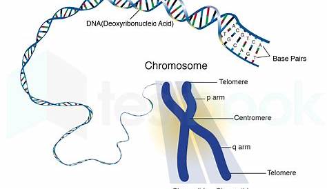 dna genes and chromosomes worksheet pdf