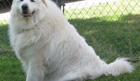 great pyrenees feeding chart