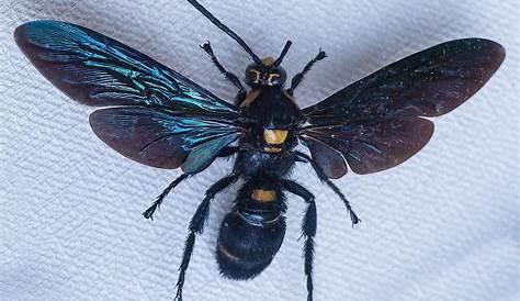 What Are The Largest Wasps In The World? - WorldAtlas