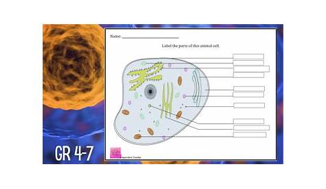 cell worksheets for kids