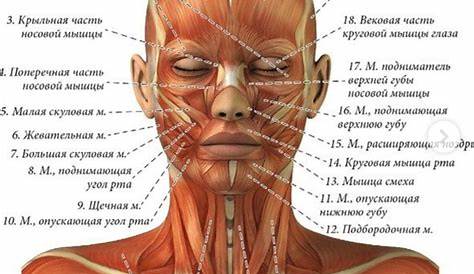 anatomical diagram of face