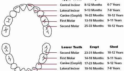 kids losing teeth chart