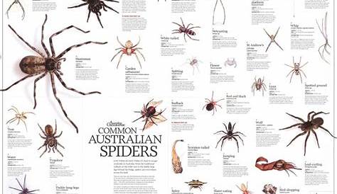 jumping spider size chart