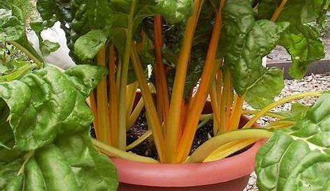 Here are my 5 favorite container vegetables for beginning gardeners