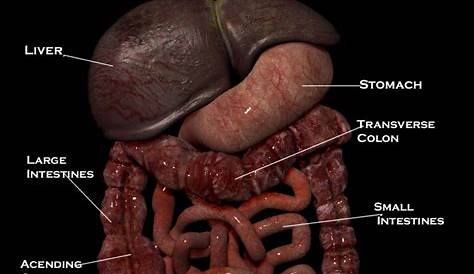 Real pictures of the digestive system. Ew. Now I can see exactly what