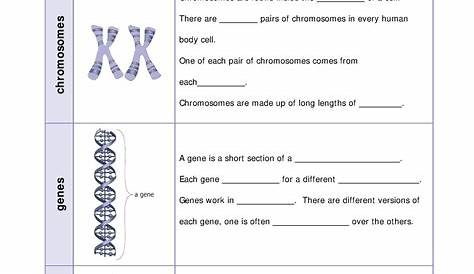 Dna Worksheet Answer Key ~ designsindixon