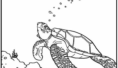 Free Printable Sea Turtle Coloring Pages For Kids