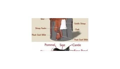 parts of saddle diagram