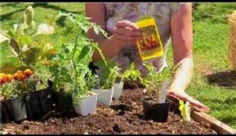 compatible garden vegetable planting
