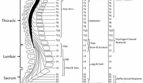 Functional Level Spinal Cord Injury Levels And Function Char