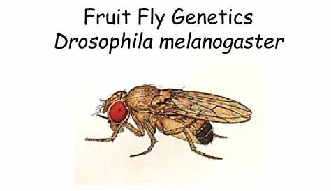 fruit fly genetics worksheet answers