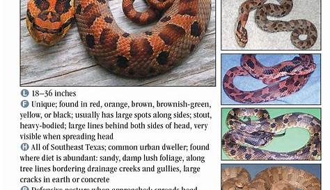 Snakes of Southeast Texas – Quick Reference Publishing Retail