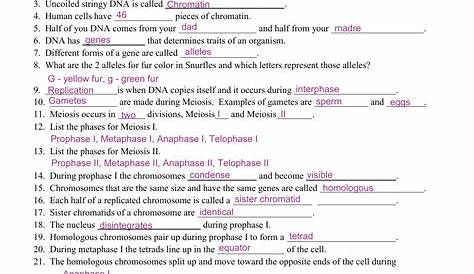 meiosis starts with worksheet answers