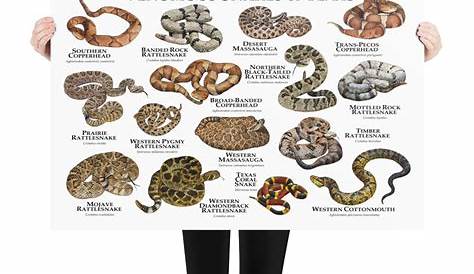 Venomous Snakes of Texas Art Print / Field Guide | Etsy