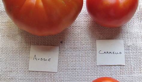 heirloom tomato varieties chart