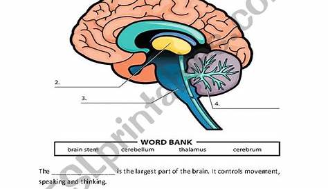 33 Label The Brain Worksheet - Labels For Your Ideas