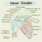 Front Shoulder Pain Diagnosis Chart