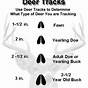 Whitetail Deer Tracks Chart