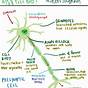 Explain The Structure Of Neuron With Diagram