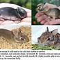 Cottontail Rabbit Average Size At Birth