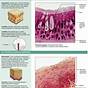 Epithelial Tissue Histology Worksheet