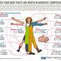 Workers Compensation Whole Body Impairment Rating Chart