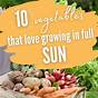 What Vegetables Need A Lot Of Sun