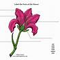 Flower Labeling Worksheets