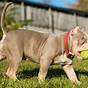 American Bully Standard Weight