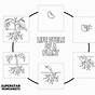 Life Cycle Of A Flower Worksheet