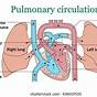 Pulmonary And Systemic Circuits Diagram Anatomy