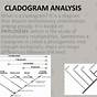 Consider The Cladogram Quizlet