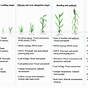 Wheat Growth Stages Chart