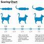 Vet Showing Cat Fat Chart