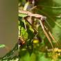 Praying Mantis Species Identification Chart