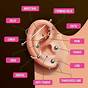 Ear Piercing Chart Names