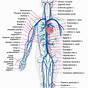 Major Arteries Of The Body Diagram
