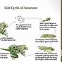 Parental Care In Amphibians Diagram