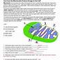 How Does The Mitochondria Produce Energy For The Cell Worksh