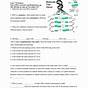 From Dna To Protein Worksheets