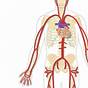 Major Arteries Of The Body Diagram