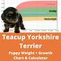 Yorkshire Terrier Weight Chart