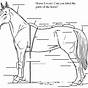 Printable Parts Of The Horse Worksheet