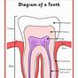 Tooth Worksheets For Kids