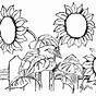 Printable Sunflower Coloring Pages