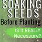 What Seeds Need Soaking Before Planting