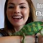 How Long Is A Veiled Chameleon