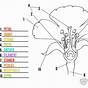 Labeling Flower Parts Worksheet