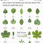 Plant Identification By Leaf Chart